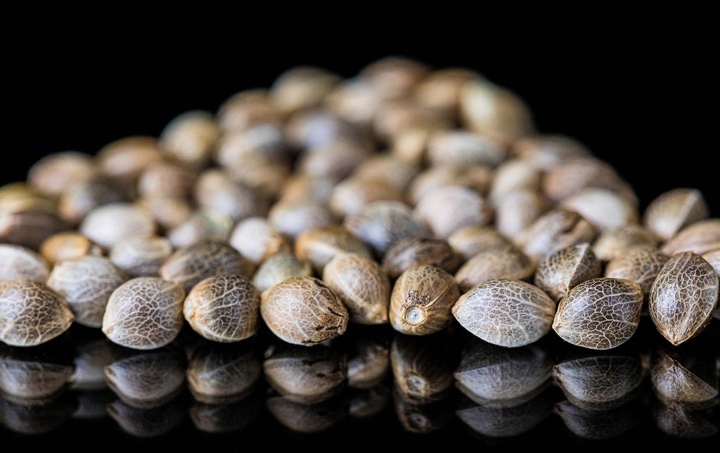 The best cannabis seed manufacturers: your comprehensive guide