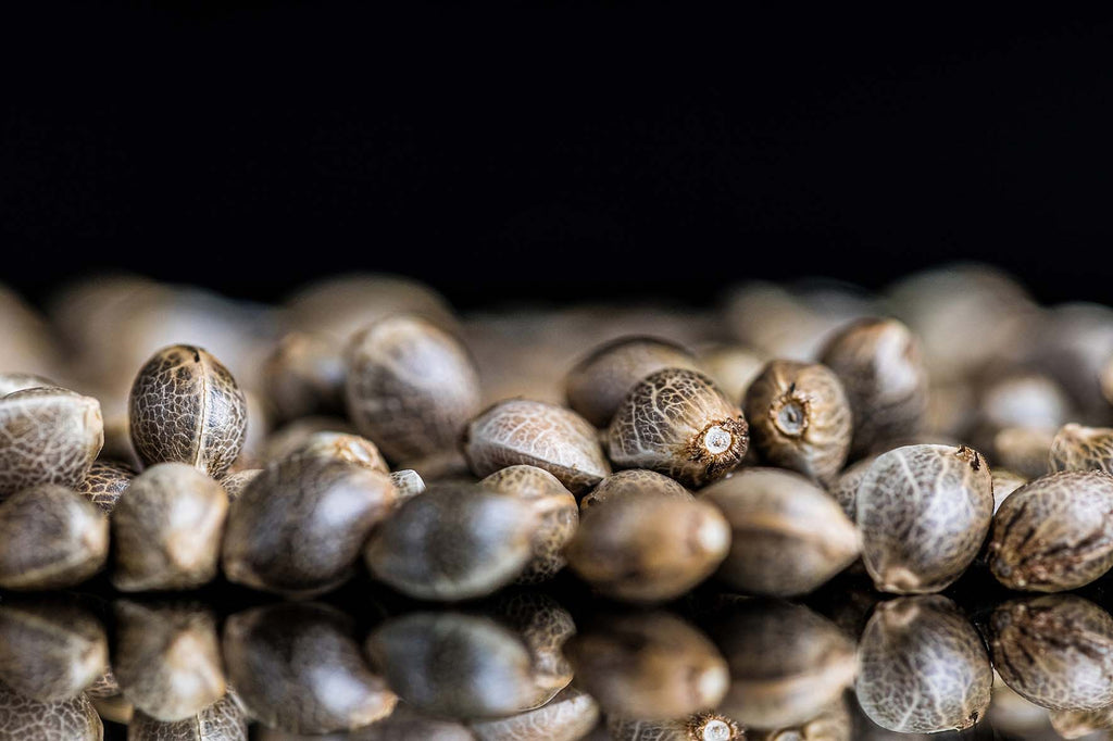 The best cannabis seeds for beginners: your guide to successful cultivation 