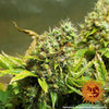 Barney's Farm - ACAPULCO GOLD - Feminsiert