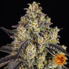 Barney's Farm - ACAPULCO GOLD - Feminsiert