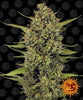 Barney's Farm - ACAPULCO GOLD - Feminsiert