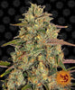 Barney's Farm - AMNESIA LEMON - Feminized 