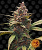 Barney's Farm - AYAHUASCA PURPLE - Feminized