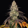 Barney's Farm - KUSH MINTZ - Feminsiert