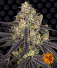 Barney's Farm - KUSH MINTZ - Feminsiert