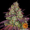 Barney's Farm - MIMOSA EVO - Feminisert