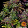 Barney's Farm - MIMOSA EVO - Feminisert