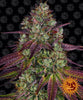 Barney's Farm - MIMOSA EVO - Feminisert