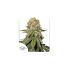 Dutch Passion - Orange Bud - Feminized