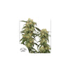 Dutch Passion - Pamir Gold - Feminized