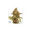 Dutch Passion - Tropical Tangie - Feminized