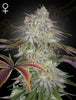 Green House Seed - ALIENZ - Feminized