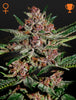 Green House Seed - BUBBA KUSH - Feminized