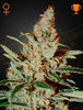 Green House Seed - CHEMDOG - Feminized