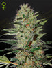 Green House Seed - EXODUS CHEESE - Automatic