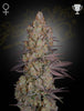 Green House Seed - EXODUS CHEESE - Feminized