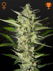 Green House Seed - FLOWERBOMB KUSH - Feminized