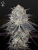 Green House Seed - FULLGAS! - Feminized