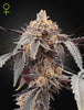 Green House Seed - GUAVA x GELATO 41 - Automatique