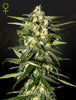 Green House Seed - JACK HERER - Automatic