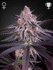 Green House Seed - KING'S JUICE - Feminized