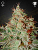 Green House Seed - LEMON SKUNK - Feminized