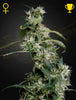 Green House Seed - MANGO HAZE aka ARJAN'S ULTRA HAZE 2