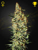 Green House Seed - NEVILLE'S HAZE - Feminized