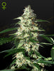 Green House Seed - SKUNK - Automatic