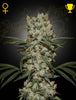 Green House Seed - SUPER SILVER HAZE - Feminized