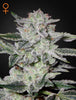 Green House Seed - SWEET VALLEY KUSH - Feminized