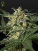 Green House Seed - WHITE WIDOW - Automatic