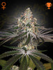 Green House Seed - WHITE WIDOW - Feminized