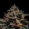 Ripper Seeds - BRAIN CAKE - Feminized