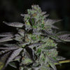 Ripper Seeds - CHEMPIE - Feminsiert