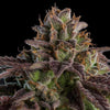 Ripper Seeds - K-MINTZ - Automatique