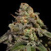 Ripper Seeds - OMG - Feminized