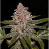 Ripper Seeds - RADICAL JUICE - Feminsiert