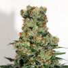 Ripper Seeds - RIPPER BADAZZ - Feminized