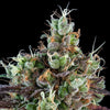 Ripper Seeds - SOUR RIPPER - Automatic