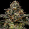 Ripper Seeds - ZOMBIE BRIDE - Feminized