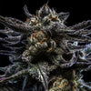 Ripper Seeds - ZOMBIE KUSH - Automatic