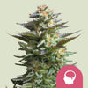 Royal Queen Seeds - AMNESIA HAZE - Feminized