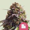 Royal Queen Seeds - BISCOTTI - Feminsiert