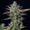 Royal Queen Seeds - BLUE CHEESE - Automatic