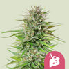 Royal Queen Seeds - BLUE CHEESE - Feminisiert