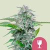 Royal Queen Seeds - CRITICAL - Feminsiert