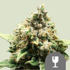 Royal Queen Seeds - CRITICAL - Regular