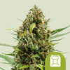 Royal Queen Seeds - DIESEL - Automatic