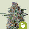 Royal Queen Seeds - DO-SI-DOS - Automatic